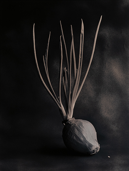 Dream Life of Fruits and Vegetables #1